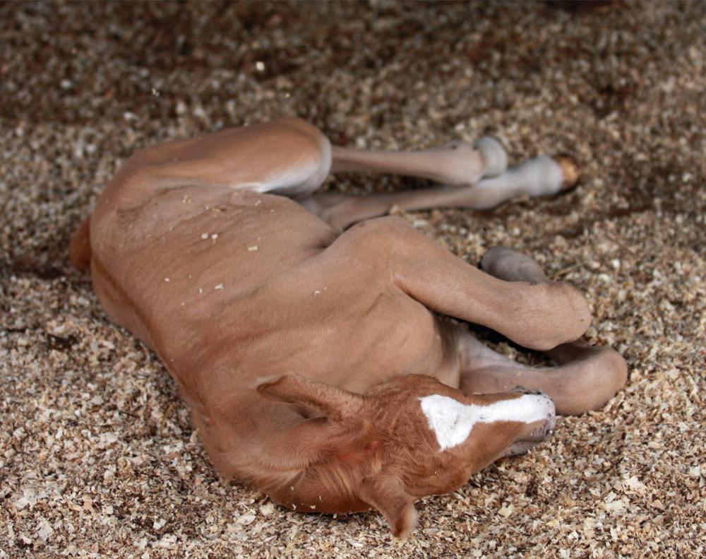 horse colt in sawdust bedding in stable